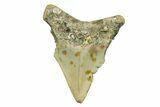 Bargain, Juvenile Megalodon Tooth - North Carolina #294435-1